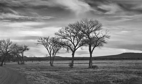 In the Company of Trees