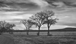 Company of Trees 1<br>Bosque del Apache NM 2008