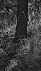 Company of Trees 7<br>Cave Creek Canyon AZ 2006