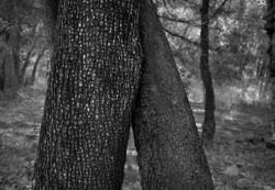 Company of Trees 8<br>Cave Creek Canyon AZ 2009