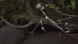 Company of Trees 10<br>Haida Gwaii 2007