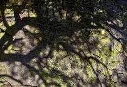 Company of Trees 11<br>Cave Creek Canyon AZ 2009