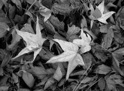 Company of Trees 14<br>Cave Creek Canyon AZ 2009