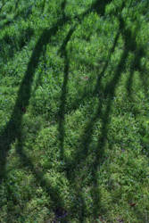 Company of Trees 17<br>Boyce Thompson Arboretum  AZ 2010